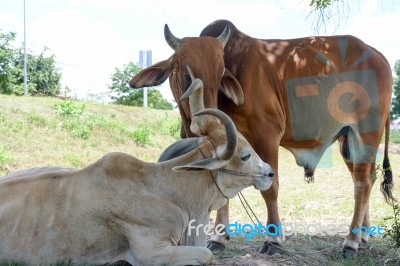 Two Cows Tease Snuggle Together In The Shade To Avoid Heat Of Th… Stock Photo