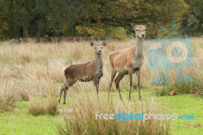Two Deers Stock Photo