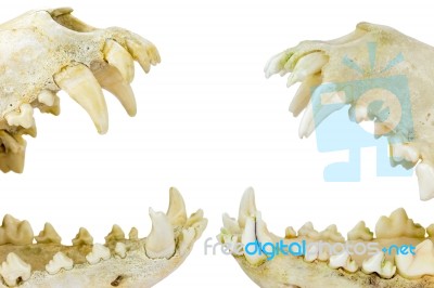 Two Dogs Skulls With Open Mouths Stock Photo