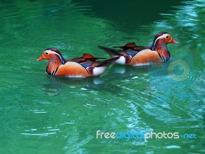 Two Female Of Mandarin Duck Floating On Clear Water Stock Photo