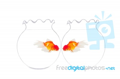 Two Gold Fish In Fishbowl Stock Photo