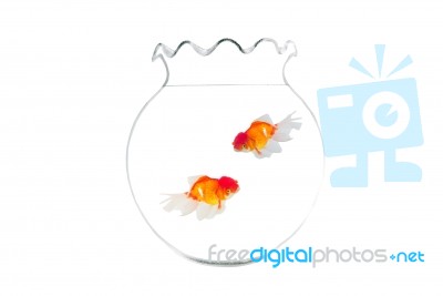 Two Gold Fishes In Fish Bowl Stock Photo