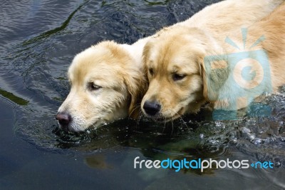 Two Golden Retrievers Swimming Together Stock Photo