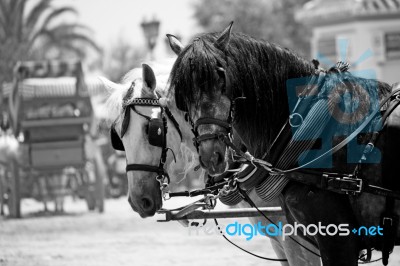 Two Horses Stock Photo