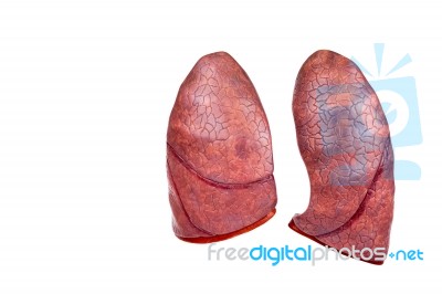 Two Human Model Lungs Isolated On White Background Stock Photo