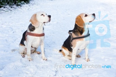 Two Hunting Dogs Sitting Together In Snow Stock Photo