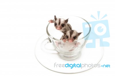 Two Little Joey In Tea Cup,little Sugar Glider Stock Photo