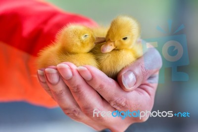 Two Newborn Yellow Ducklings Sitting On Hand Stock Photo