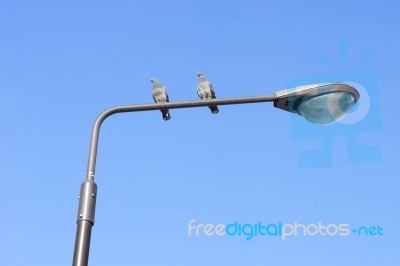 Two Pigeons Standing On Street Lamp Stock Photo