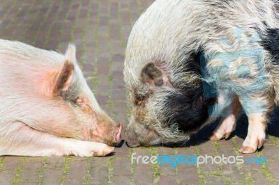 Two Pigs Making Contact Stock Photo