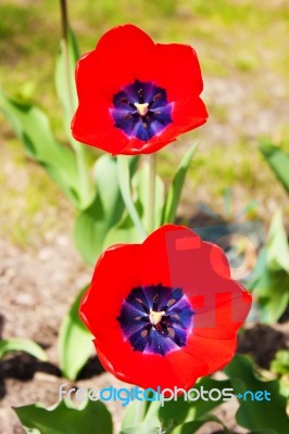 Two Red Tulips Stock Photo