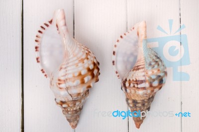 Two Seashells On White Stock Photo