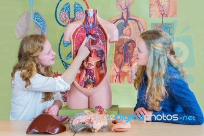 Two Students Learning Model Human Body In Biology Stock Photo