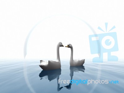 Two Swan Stock Image