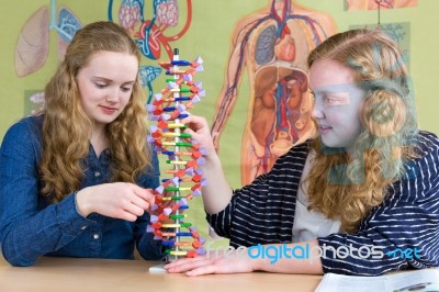 Two Teenage Girls Studying Human Dna Model In Biology Lesson Stock Photo