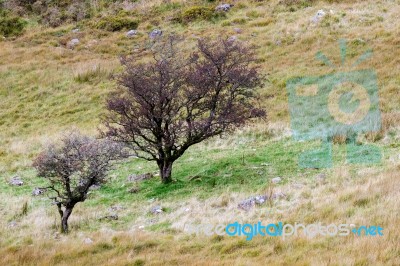 Two Trees In Snowdonia National Park.jpg Stock Photo