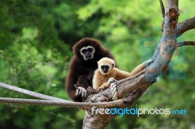 Two White Handed Gibbon Or Lar Gibbons Stock Photo