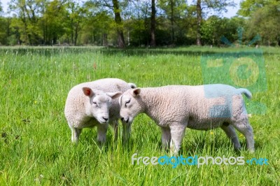 Two White Lambs Playing Together In Green Meadow Stock Photo