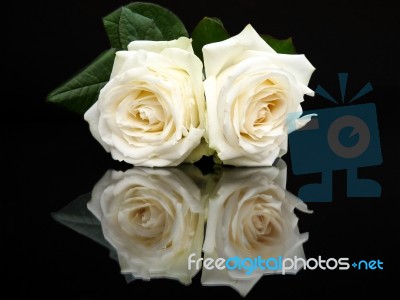Two White Roses With Mirror Image On Black Stock Photo