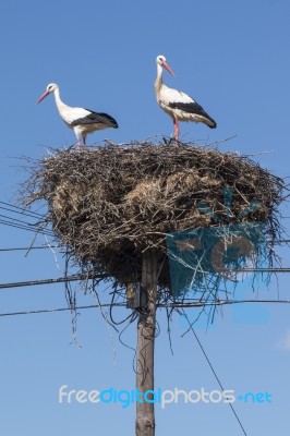 Two White Storks On The Nest Stock Photo