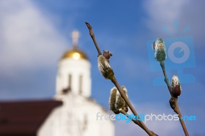 Two Willow Branches With Four Burgeons Stock Photo