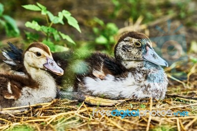 Two Wonderful Duck Stock Photo