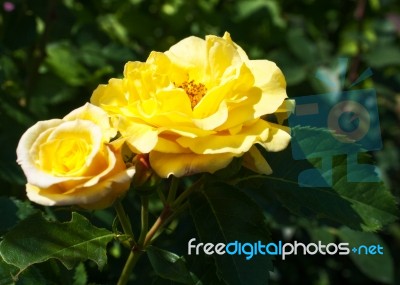 Two Yellow Rose In The Garden Stock Photo