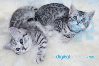 Two Young Black Silver Tabby Cats Lying Lazy Together On Sheep F… Stock Photo