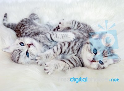 Two Young British Shorthair Silver Tabby Cats Lying Playing Toge… Stock Photo