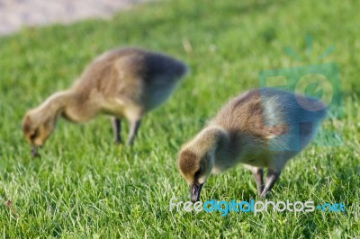 Two Young Cackling Geese Stock Photo