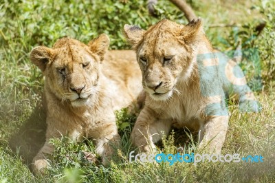 Two Young Lions  In Serengeti Stock Photo