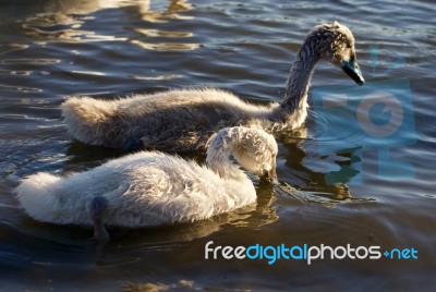 Two Young Swans Are Swimming Together Stock Photo