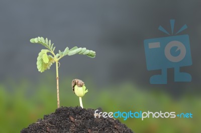 Two Young Tamarind Sprout Growth On Top Soil Stock Photo