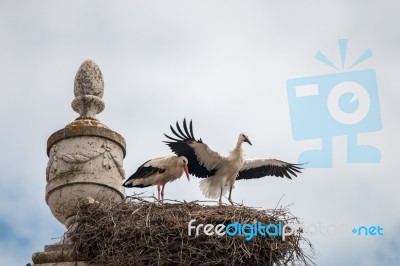 Two Young White Storks Getting Ready To Flight Stock Photo