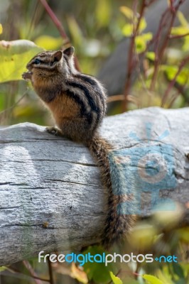 Uinta Chipmunk (neotamias Umbrinus Fremonti) Stock Photo