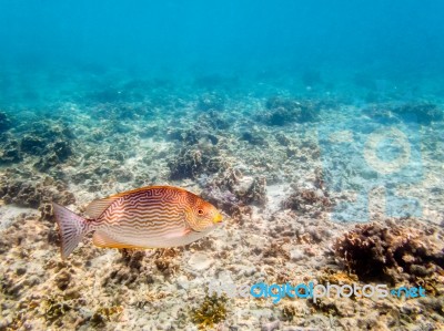 Underwater Photos Of Sea Fish Stock Photo