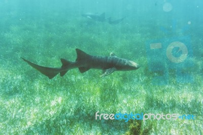 Underwater World In The Reef Near Caye Caulker In Belize Stock Photo