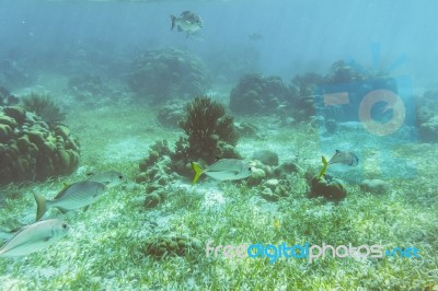 Underwater World In The Reef Near Caye Caulker In Belize Stock Photo