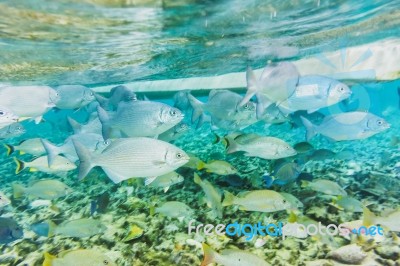 Underwater World In The Reef Near Caye Caulker In Belize Stock Photo