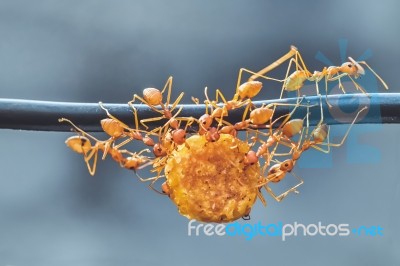 Unity Of Ants Stock Photo
