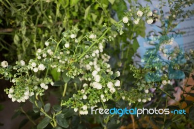 Unripe Blueberries Growing Plant Display In Food Festival Stock Photo Unripe Blueberries Growing Plant Display In Food Festival Stock Photo