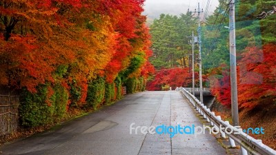Uphill Street With Colorful Autumn Leaves Stock Photo Uphill Street With Colorful Autumn Leaves Stock Photo