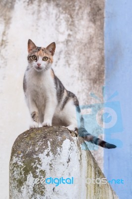 Urban Cat Stock Photo