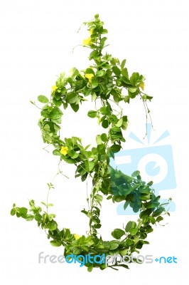 US Dollar From Leaves Stock Photo
