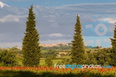 Val D'orcia Tuscany/italy - May 19 : Poppy Field In Tuscany On M… Stock Photo