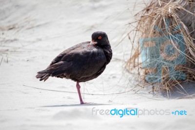 Variable Oystercatcher (haematopus Unicolor) Stock Photo