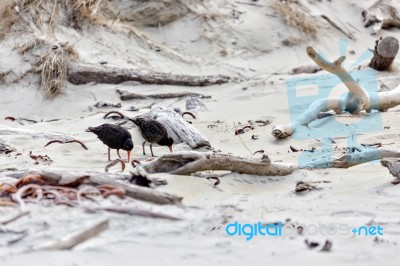 Variable Oystercatcher (haematopus Unicolor) Stock Photo