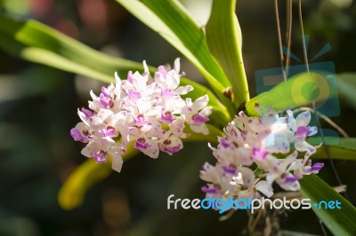 Variety Of Orchid Stock Photo