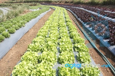 Vegetable Garden Stock Photo