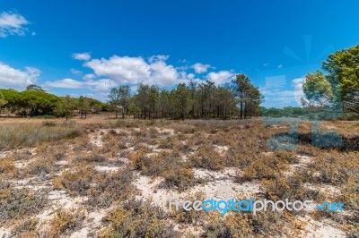 Vegetation On The Sand Dunes Of Ria Formosa Marshlands Stock Photo